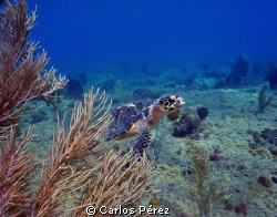Young Male Green Turtle @ El natural Beach Aguadilla ,PR by Carlos Pérez 